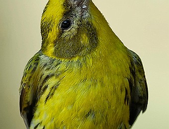 Animali 102